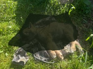 В Кондинском районе полицейские возбудили уголовное дело по факту жестокого обращения с животным